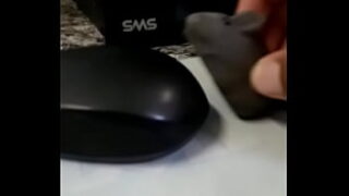 Pavoro ratinho